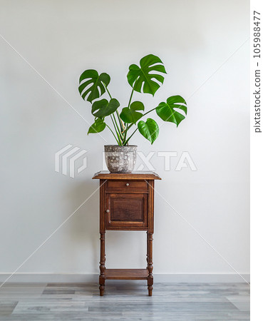 Swiss Cheese Plant or Monstera deliciosa in a gray flower pot on an old wooden table, home gardening and connecting with nature 105988477