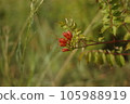 Red flower buds on a green background of grass and foliage. The concept of ecology and environmental protection. Protect nature. Photography for design. 105988919