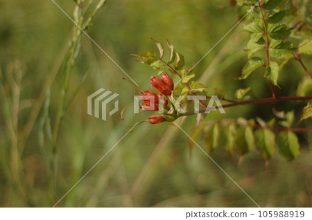 Red flower buds on a green background of grass and foliage. The concept of ecology and environmental protection. Protect nature. Photography for design. Red flower buds on a green background of grass and foliage. The concept of ecology and environmental protection. Protect nature. Photography for design. 105988919