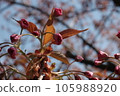Selective focus of beautiful branches of pink Cherry blossoms on the tree under blue sky, Beautiful Sakura flowers during spring season in the park, Flora pattern texture, Nature floral background. 105988920