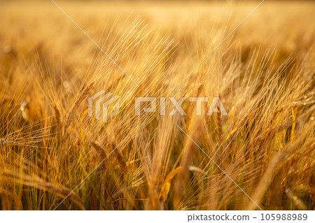 Beautiful bright yellow orange wheat in a wheat field. Photo, wallpaper 105988989