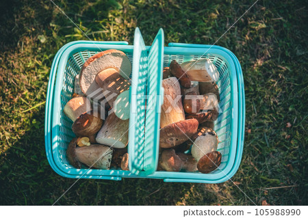 The concept of superfood. A lot of porcini mushrooms in a plastic basket 105988990