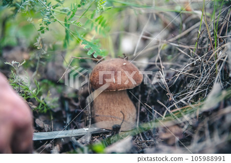 Beautiful white mushroom boletus grows in the forest 105988991