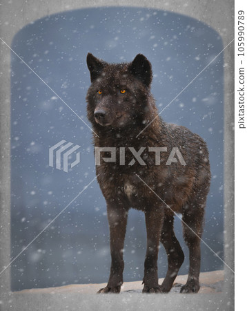 black wolf stands in a doorway on a farm, waiting for its prey black wolf stands in a doorway on a farm, waiting for its prey 105990789