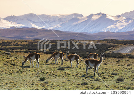 Guanacos grazing,Torres del Paine National Park, Patagonia, Chile. 105990994