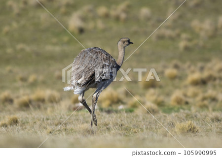 Lesser Rhea, Pterocnemia pennata ,Torres del Paine National Park, Patagonia, Chile. 105990995