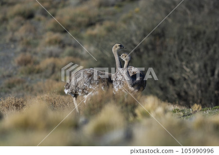 Lesser Rhea, Pterocnemia pennata ,Torres del Paine National Park, Patagonia, Chile. 105990996