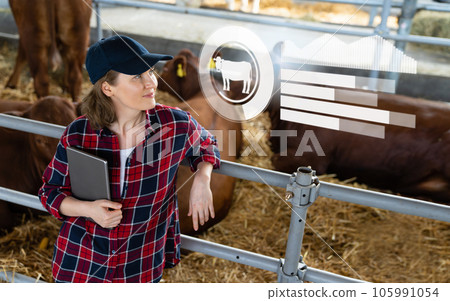Woman farmer with tablet computer inspects cows at a dairy farm. Herd management.. Woman farmer with tablet computer inspects cows at a dairy farm. Herd management.. 105991054