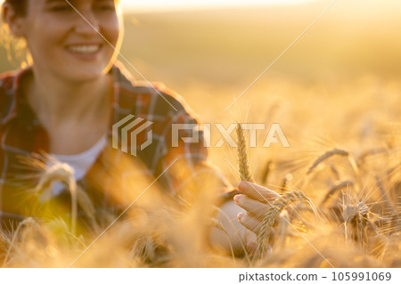 Woman farmer touches the ears of wheat  105991069