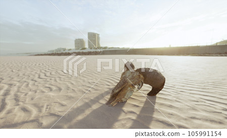 closeup of a skull laying on the wet sand 105991154