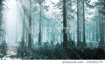 winter foggy beech and spruce forest scene 105991174