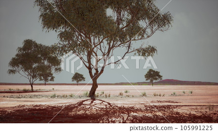 dry african savannah with trees 105991225
