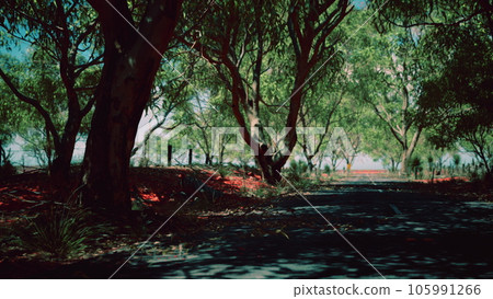 outback road with dry grass and trees 105991266
