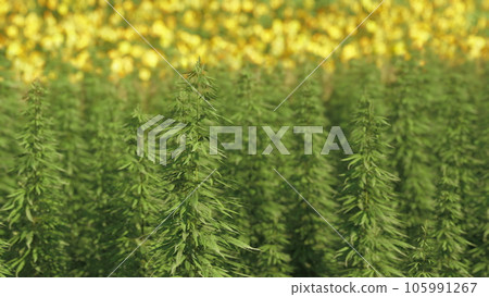 green canabis on marihuana field farm green canabis on marihuana field farm 105991267