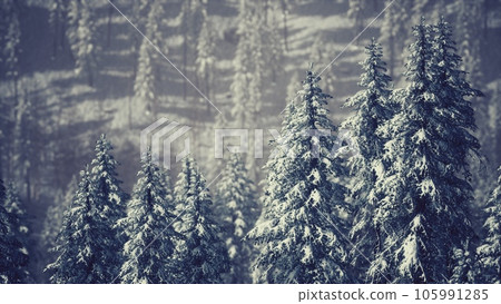 winter snow covered cone trees on mountainside 105991285