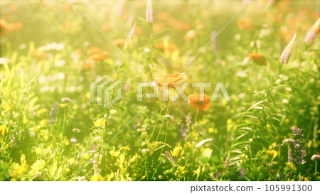 view of beautiful cosmos flower field in sunset time view of beautiful cosmos flower field in sunset time 105991300