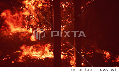 Large flames of forest fire Large flames of forest fire 105991301
