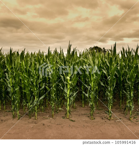 Cornfield in Buenos Aires Province, Argentina 105991416