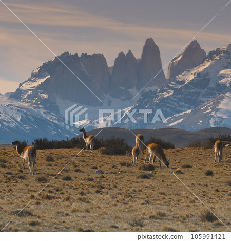 Guanacos grazing,Torres del Paine National Park, Patagonia, Chile. 105991421