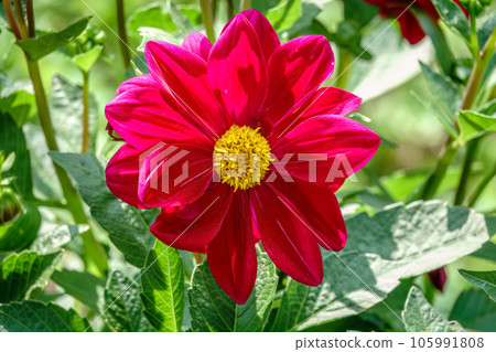 A wonderful red dahlia flower is blooming in the garden. 105991808