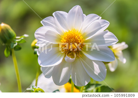 White flowers dahlia pinnata collar mignon blooming in the garden. 105991809