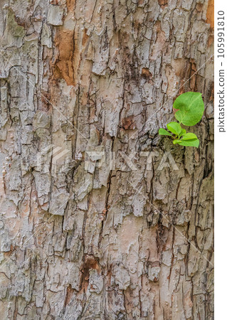 The texture of the bark of an old apple tree 105991810