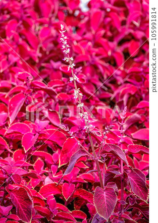 Red foliage of the plant Coleus - bright red leaves close-up, natural background, flower abstract texture. 105991814