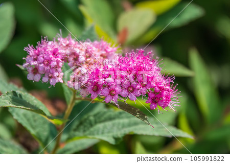 Flowers of Spiraea japonica double play pink, the Japanese meadowsweet, Japanese spiraea or Korean spiraea. It is a plant in the family Rosaceae. Flowers of Spiraea japonica double play pink, the Japanese meadowsweet, Japanese spiraea or Korean spiraea. It is a plant in the family Rosaceae. 105991822