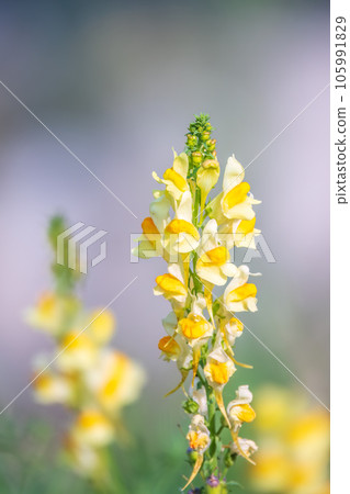 Linaria vulgaris common toadflax yellow wild flowers flowering on the meadow, small plants in bloom in the green grass Linaria vulgaris common toadflax yellow wild flowers flowering on the meadow, small plants in bloom in the green grass 105991829