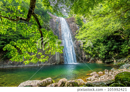 [布引瀑布、鮮綠瀑布盆地] 三重縣熊野市 105992421