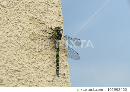 Big green dragonfly sitting on a corner of a building on blue sky background 105992460