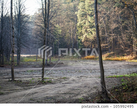 Sandy road in mixed forest the evening sun shines on the green branches of the trees 105992495