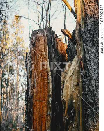 Texture of broken wood in an old tree trunk with bark on sunlit susnset light forest background 105992532