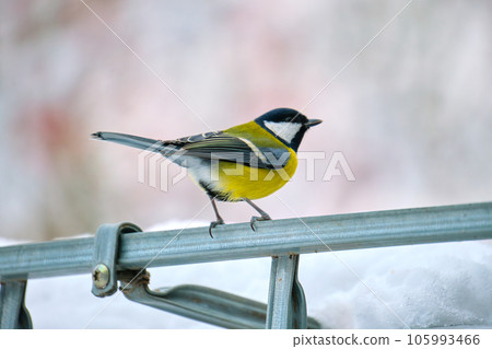Yellow wild tit bird looking for food on cold winter day Yellow wild tit bird looking for food on cold winter day 105993466