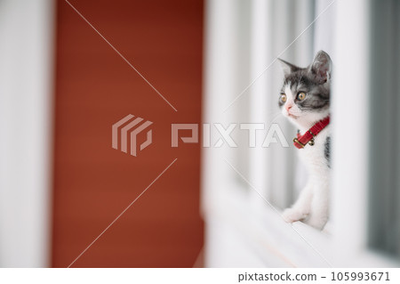 Kitten in the window side Kitten in the window side 105993671