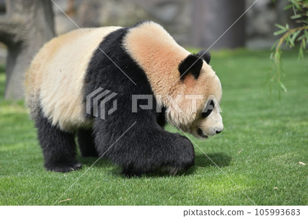 散步時的海灘 散步時的海灘 105993683