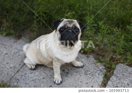 Pug outdoors sitting on a concrete path on the lawn. Looking at camera domestic animal face Pug outdoors sitting on a concrete path on the lawn. Looking at camera domestic animal face 105993713