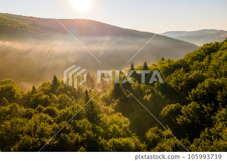 Vibrant foggy evening over dark forest trees at bright summer sunset. Amazingl scenery of wild woodland at dusk. Vibrant foggy evening over dark forest trees at bright summer sunset. Amazingl scenery of wild woodland at dusk. 105993739