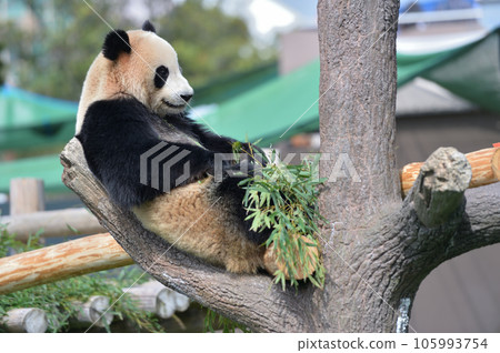 Beach eating bamboo deliciously 105993754