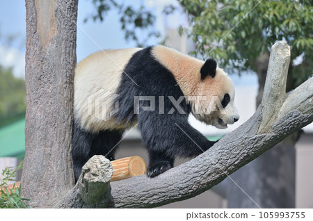 海灘尋找小吃 海灘尋找小吃 105993755
