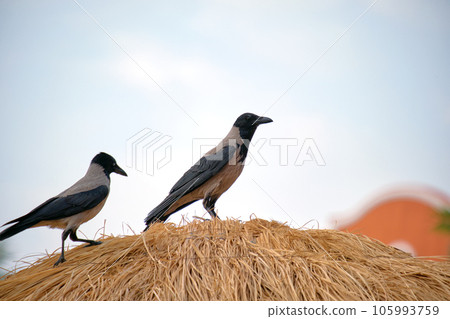 Two raven birds sitting on top of straw umbrella on beach against bright blue sky 105993759