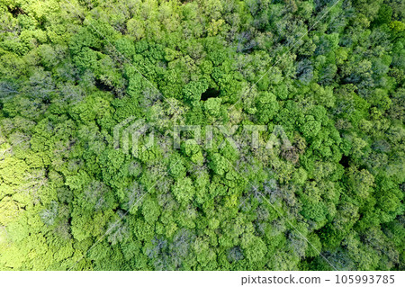 Top down flat aerial view of dark lush forest with green trees canopies in summer Top down flat aerial view of dark lush forest with green trees canopies in summer 105993785