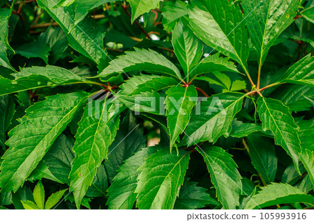 Young green grape vine close up. 105993916