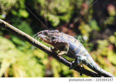 chameleon with rolling eyes in a terrarium close-up 105994147