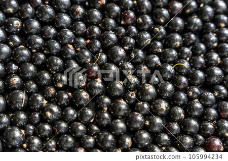 Summer fresh black currant berries. Background of sweet ripe black currant. Summer fresh black currant berries. Background of sweet ripe black currant. 105994234