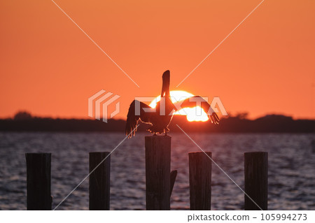 Silhuette of lonely pelican bird with spread wings on top wooden fence pole against bright orange sunset sky over lake water and big setting sun 105994273
