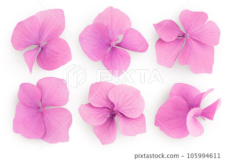 Pink Hydrangea flower isolated on white background. Top view. Flat lay 105994611