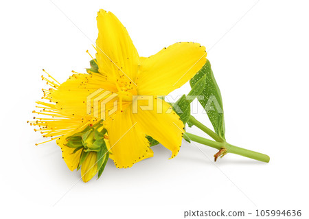 saint john's wort or Hypericum flowers isolated on white background 105994636