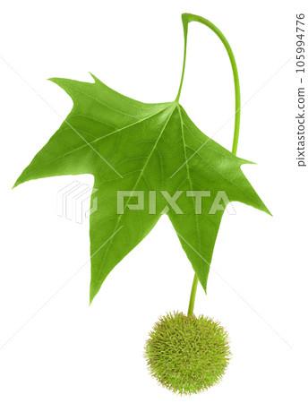 branch of sycamore plane tree isolated on white bacground. Top view. Flat lay 105994776