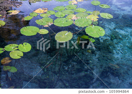 Majestic Victoria Regia Plants Rising from Crystal Clear Water Majestic Victoria Regia Plants Rising from Crystal Clear Water 105994864